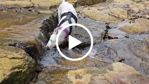 Customer video review of Slip on Harness | Foam Padded - Black