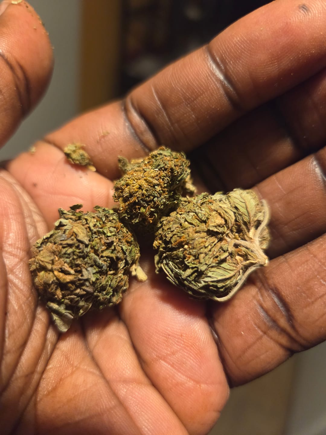 Customer photo review of Butterscotch OG - Bulk - Indica