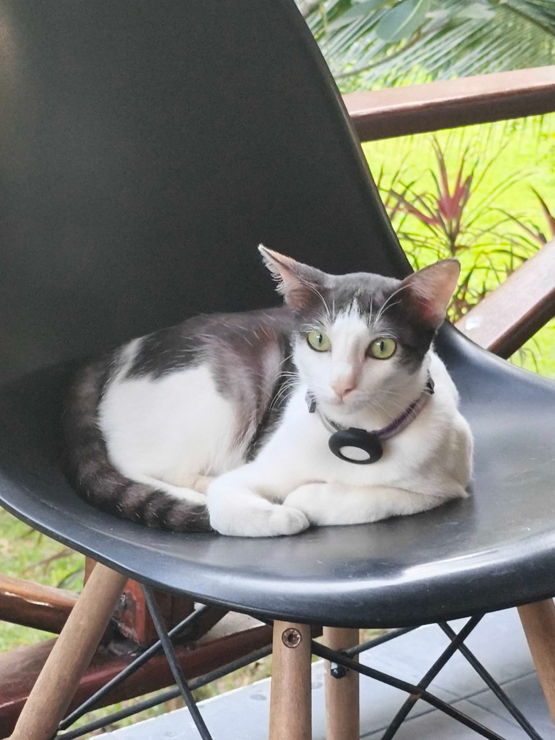 Customer photo review of AirTrackTag Kattpaket