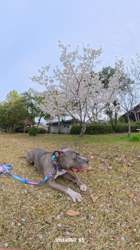 Customer's dog wearing the colorful Comfort Control Dog Collar set while relaxing in a grassy park.