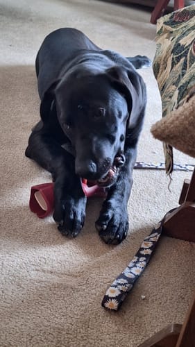 Customer's black puppy lying on a carpet, busy chewing a 6 Inch Standard Bully Stick.