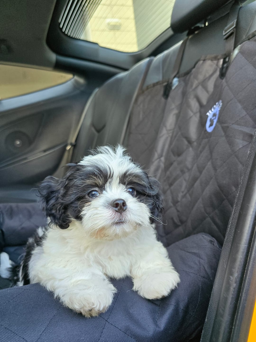 Customer photo review of Car Seat Cover