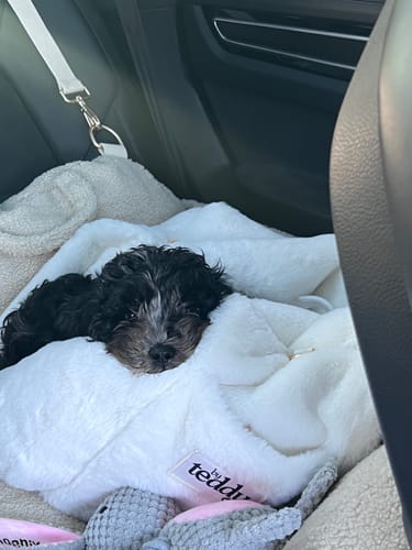 Customer photo review of Hazelnut | The Cosy Car Seat