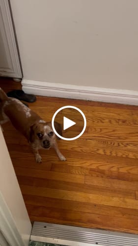 Customer video review of Philly Beef Cheesesteak
