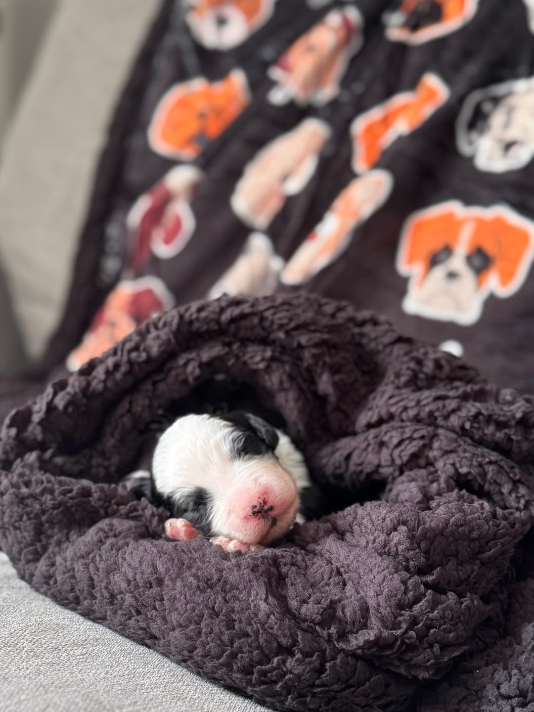 Customer photo review of White Edition | Luxury Human & Dog Blanket
