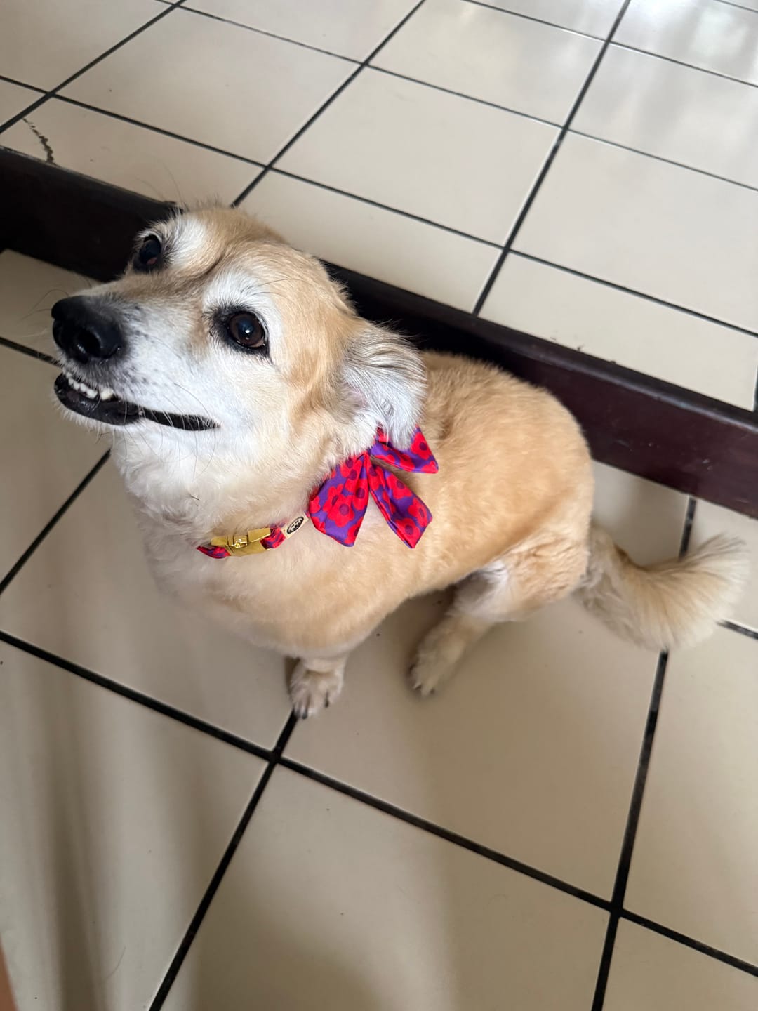 Customer photo review of Mon Chéri - Dog Sailor Bowtie