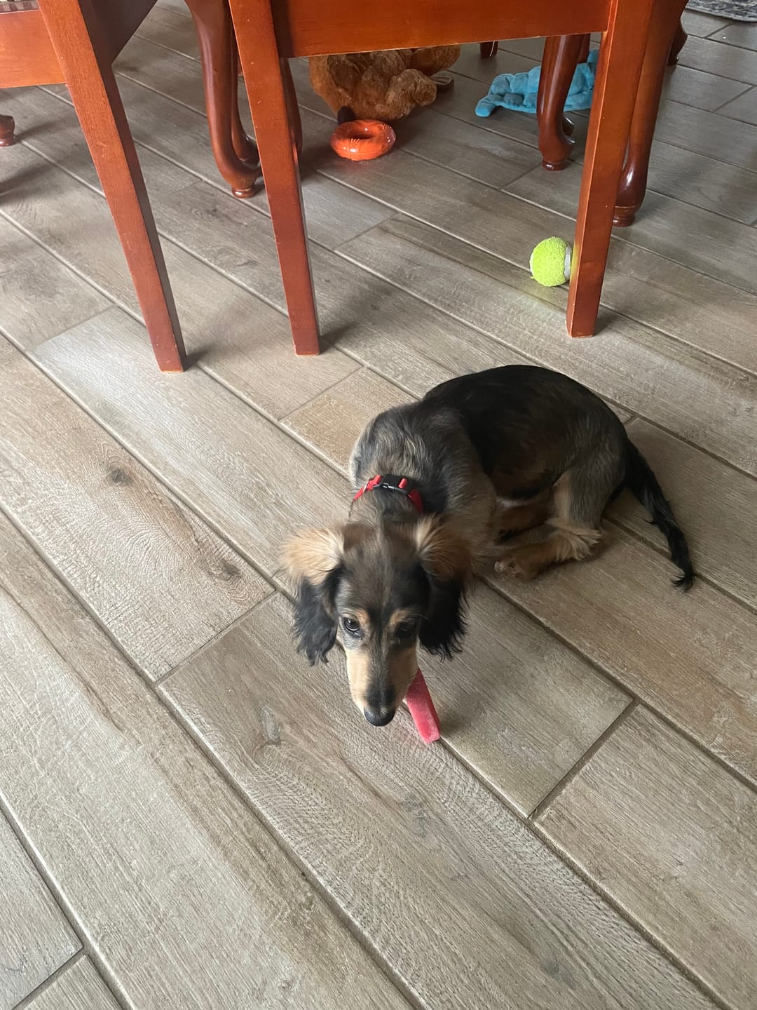 Customer photo review of Strawberry Yak Chews