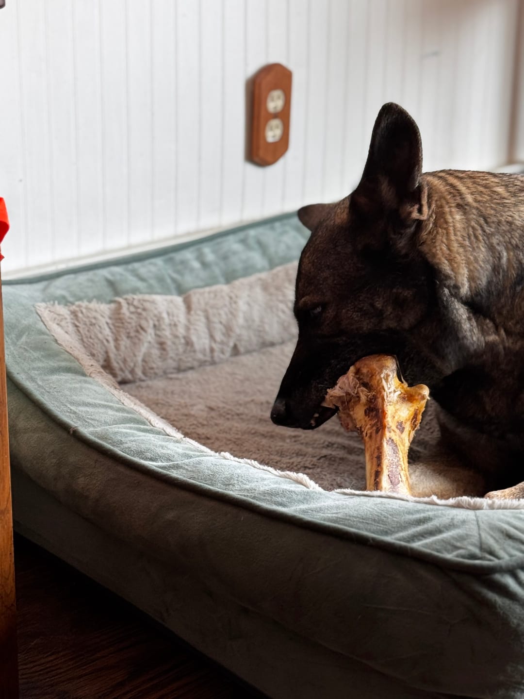 Customer photo review of Ostrich Hip Bone (12" x 5"x 3”): The Durable, Flavor-Packed Chew for Medium & Large Dogs