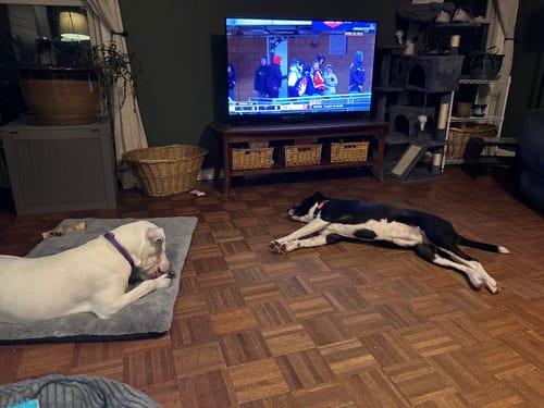 Customer's two dogs resting calmly in a living room, with the white dog wearing the purple PawLax Collar.