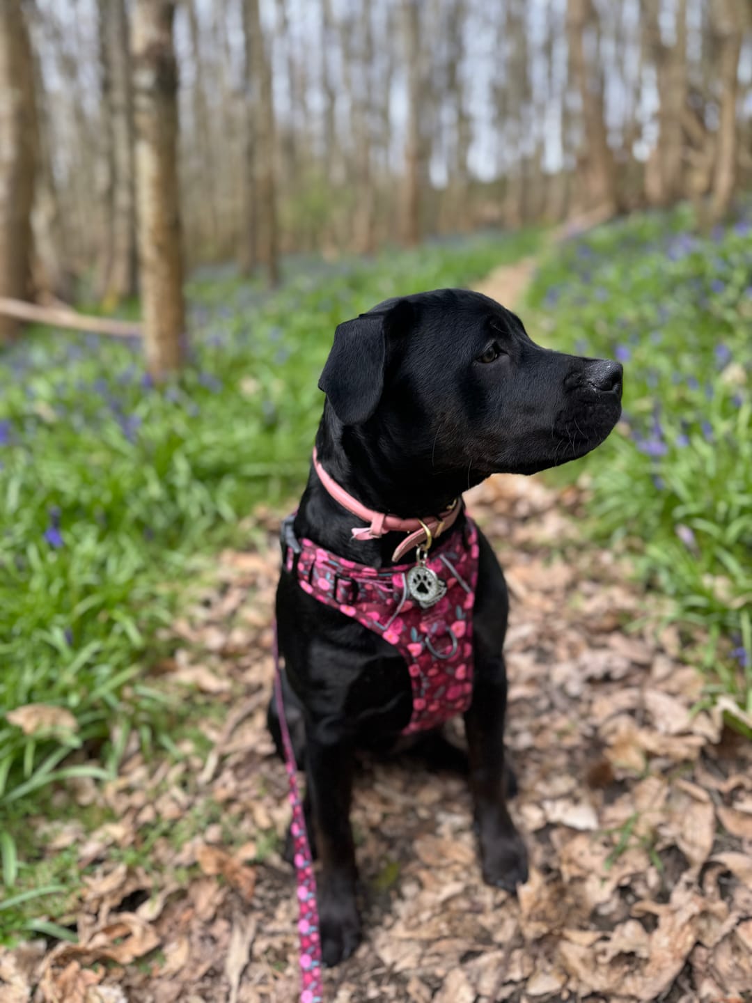 Customer photo review of Tough Trails™ Harness - Mable's Meadow