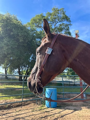 Customer photo review of Stella Flat Face Buckle