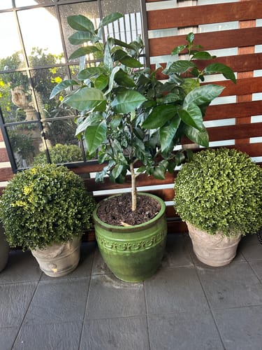 Customer photo review of Large Artificial Topiary Ball Natural Buxus 44cm UV Resistant