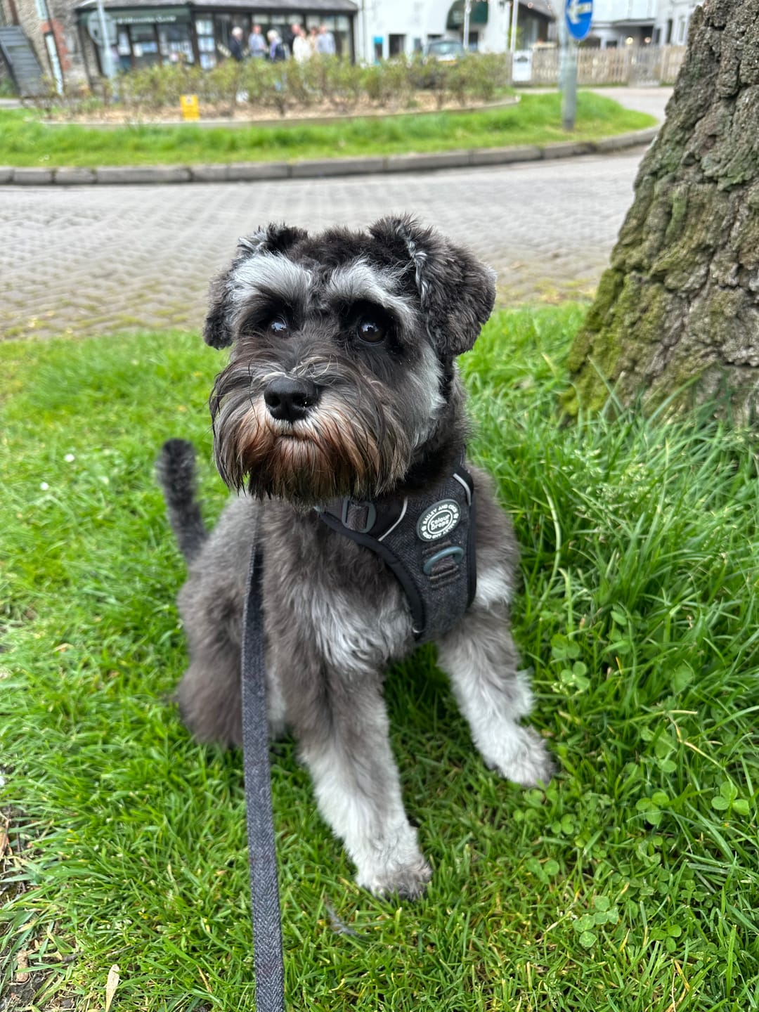Customer photo review of Adjustable Collar - Colour Drops - Charcoal Tweed