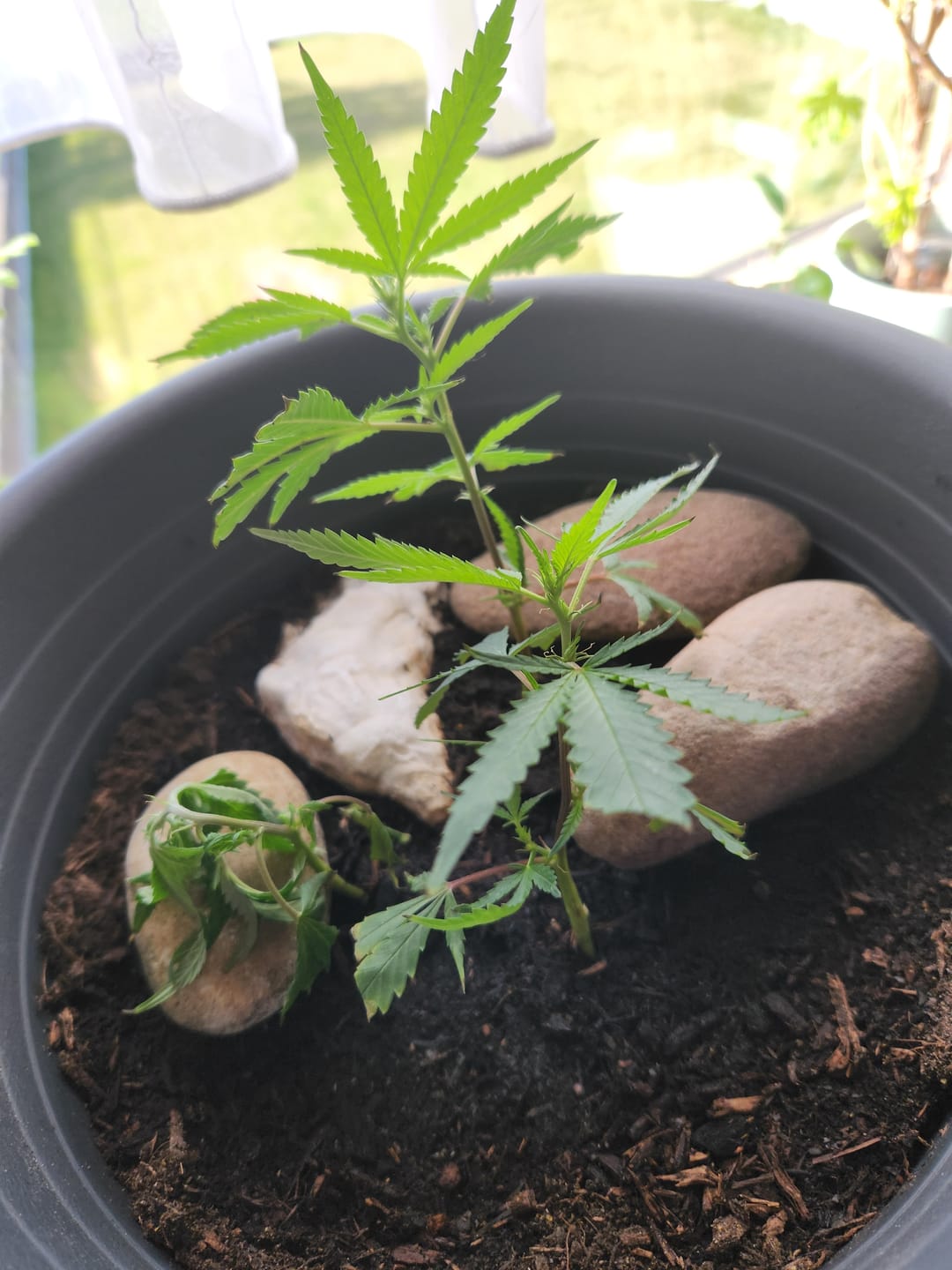 Customer photo review of Hanfstecklinge | Gorilla Zkittlez