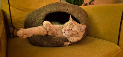 Customer photo review of WoolNest Premium