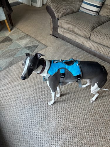 Customer photo review of Escape proof Harness (3 Strap)