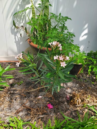 Customer's small Oleander plant with light pink flowers, planted in a garden bed.