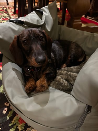 Customer photo review of The Dog Dock V2 New & Improved with ISO Fix