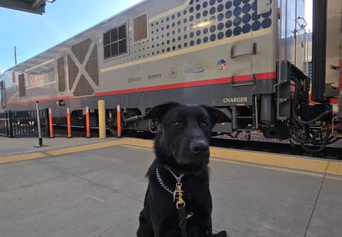 Customer's dog on a train platform, from a review about enjoying Pumpkin Yak Chews on trips.