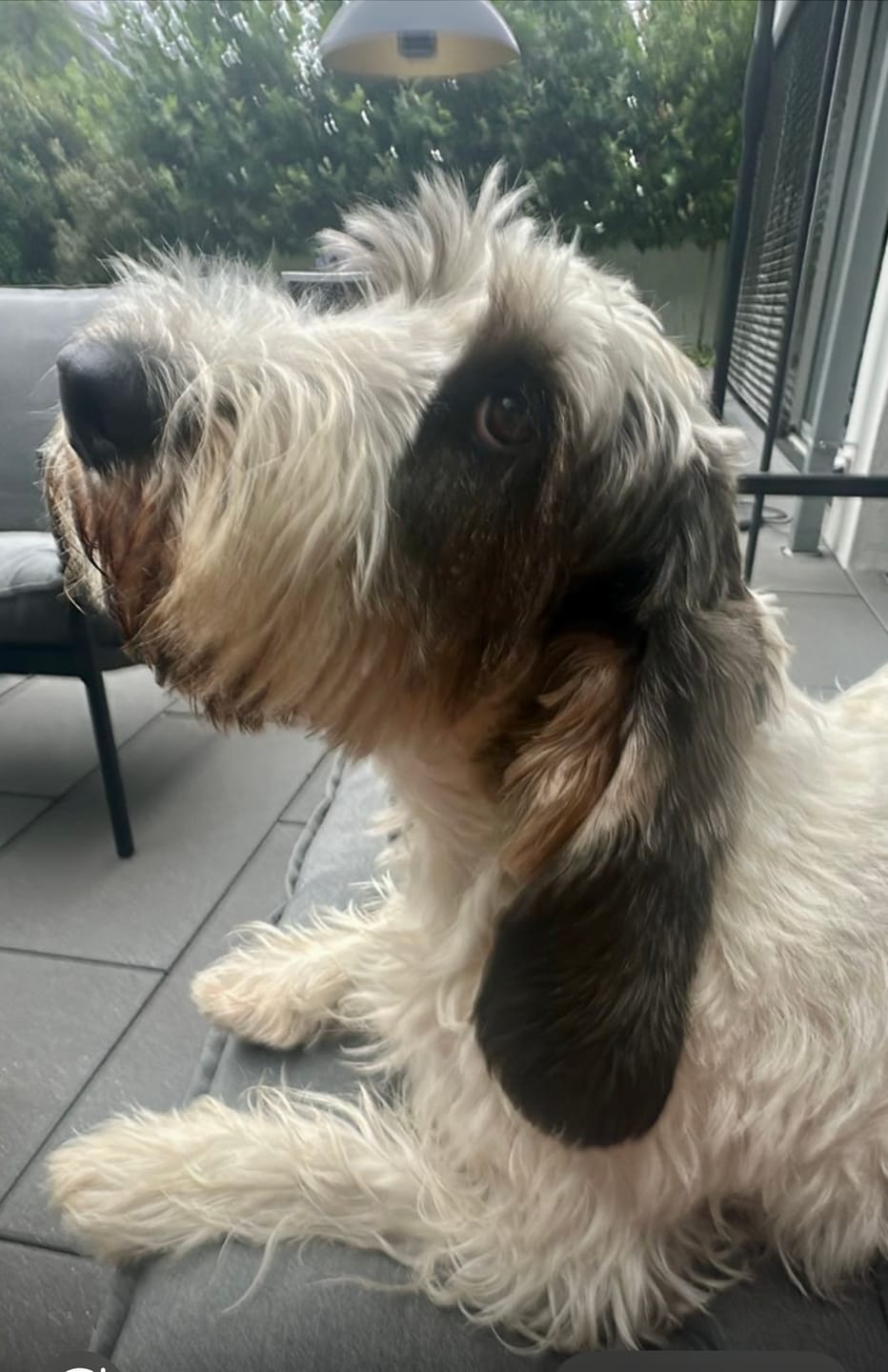 Customer photo review of Strotonin Dog Support