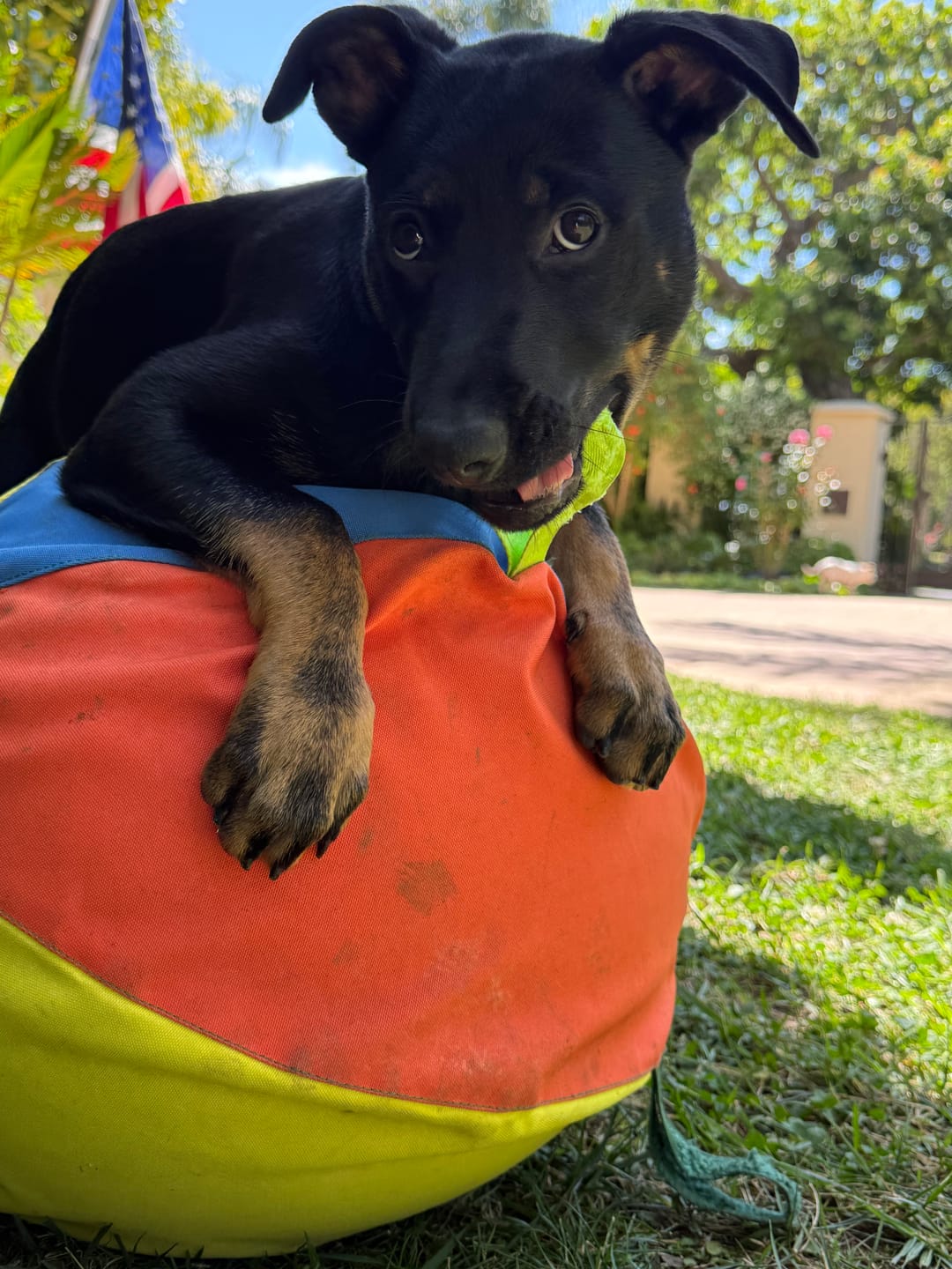 Customer photo review of Calming Jumbo Ball