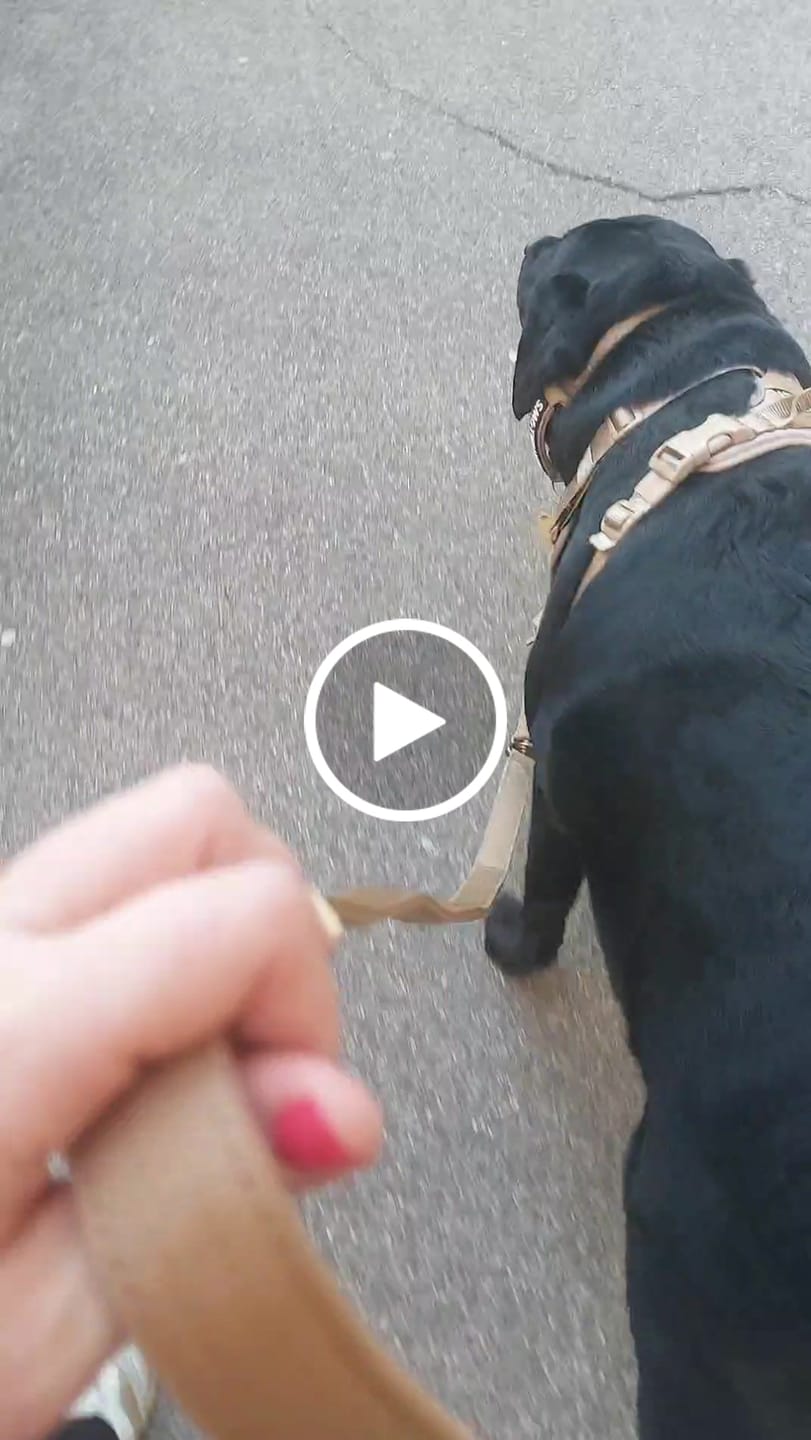 Customer video review of 1.4m Lighter Swivel Combat Lead | Anti-Tangle & Secure Clip - Tan x Tan