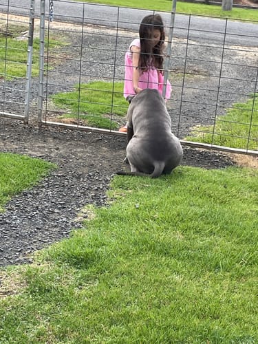 Reviewer's calm grey pitbull, Indigo, sitting on grass and looking at a child through a wire fence.