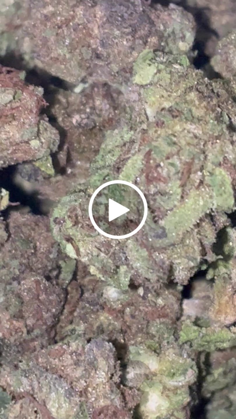 Customer video review of Mochi Gelato - Bulk - Indica