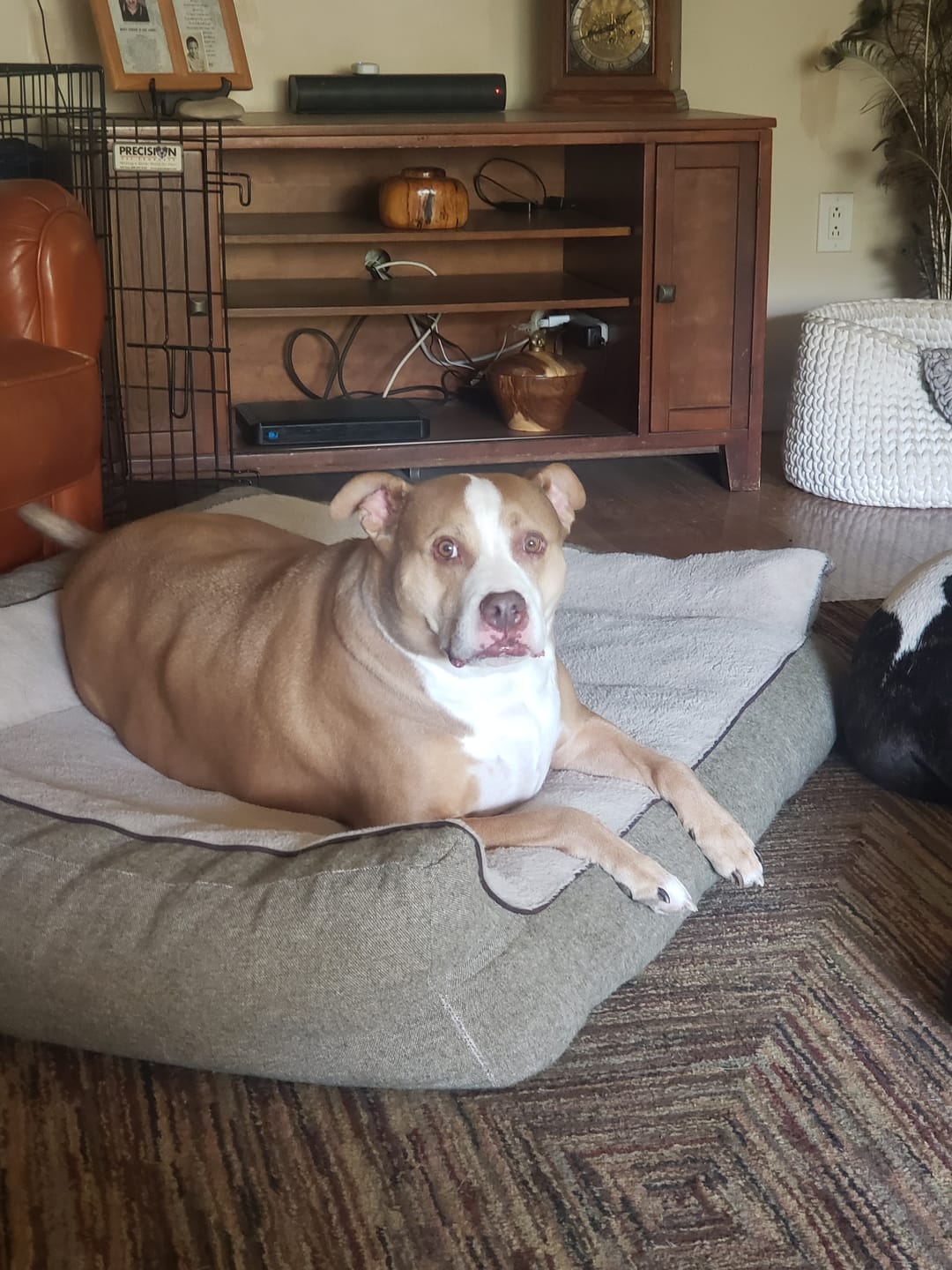 Customer photo review of KING KALM 600mg CBD with Copaiba, Krill Oil and DHA for Dogs & Cats