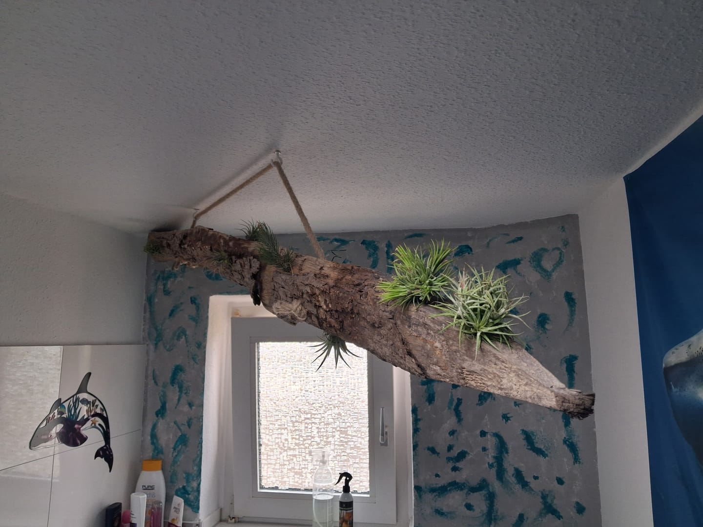 Customer photo review of Tillandsia ionantha 'mexico' - PULK