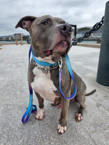Close-up of a customer's dog wearing the colorful Comfort Control Dog Collar and matching leash.