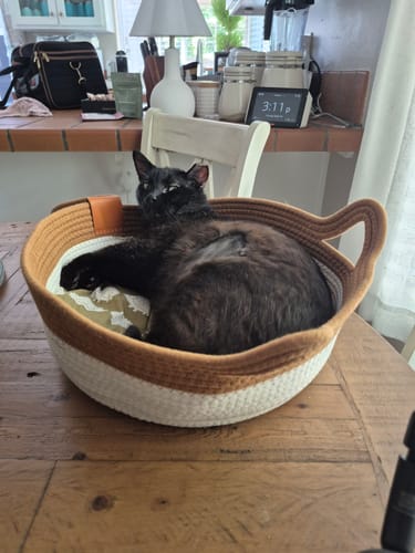 Customer photo review of Instinct Basket | Meet the first research-backed natural territory for indoor cats