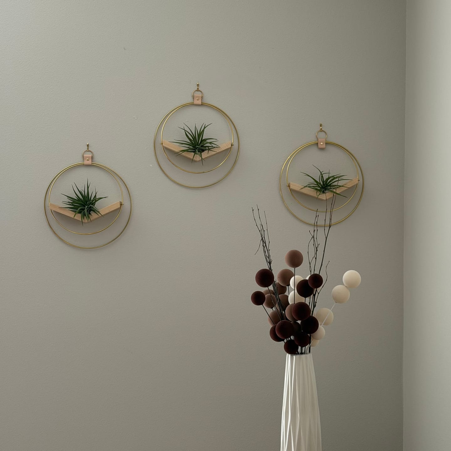 Customer photo review of Air Plant V-Hanger Trio