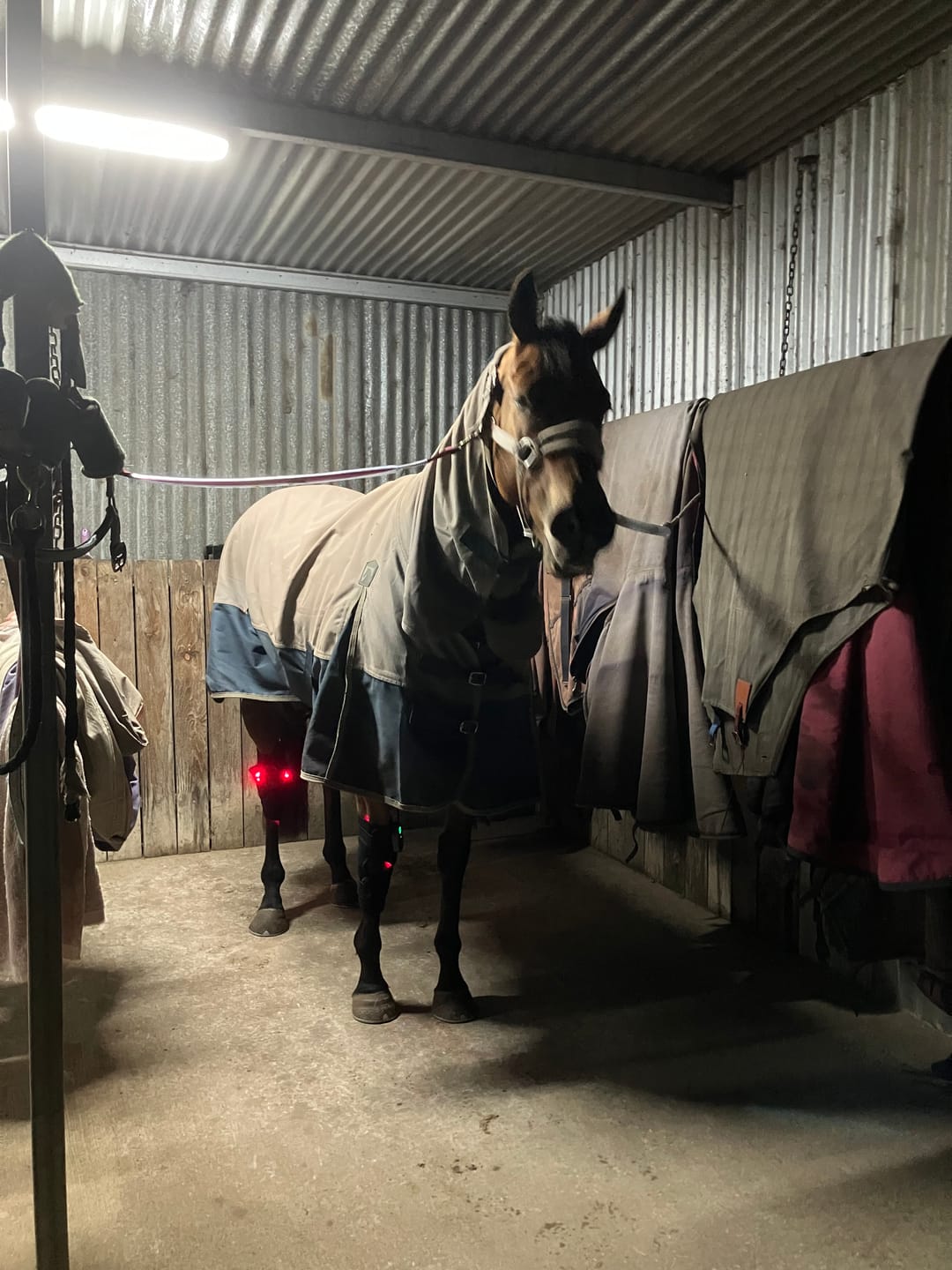 Customer photo review of HorseHalo™  HaloHocks