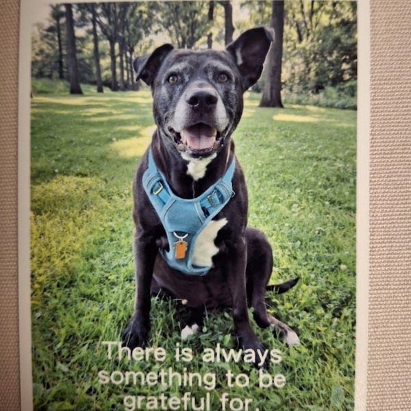 Customer photo review of Save The Date Magnets