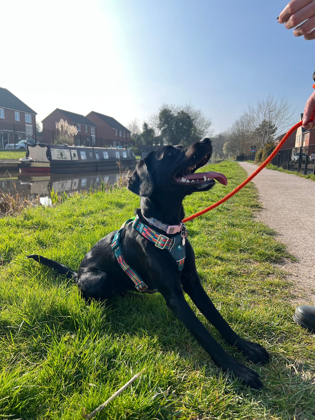 Customer photo review of Horizon Harness