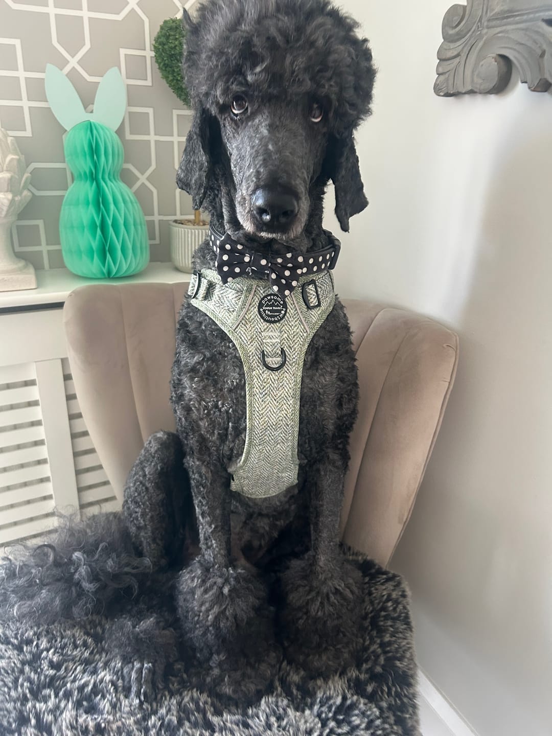 Customer photo review of Tough Trails™ Harness - Country Thyme