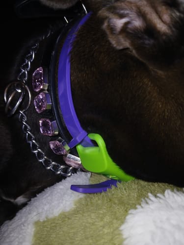 Close-up of a customer's dog wearing the purple PawLax Collar alongside another jeweled collar.