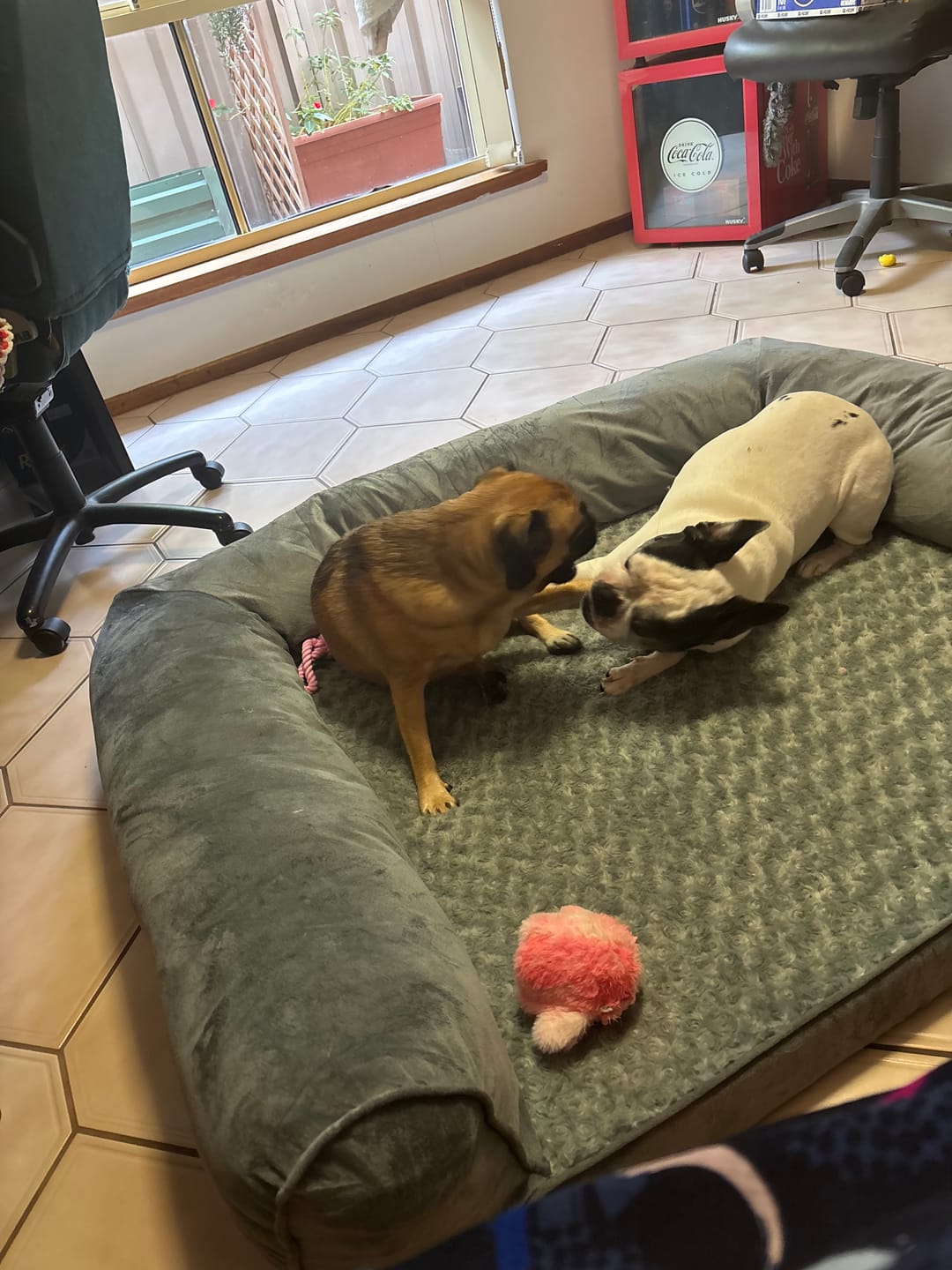 Customer photo review of Pet Sofa Bed