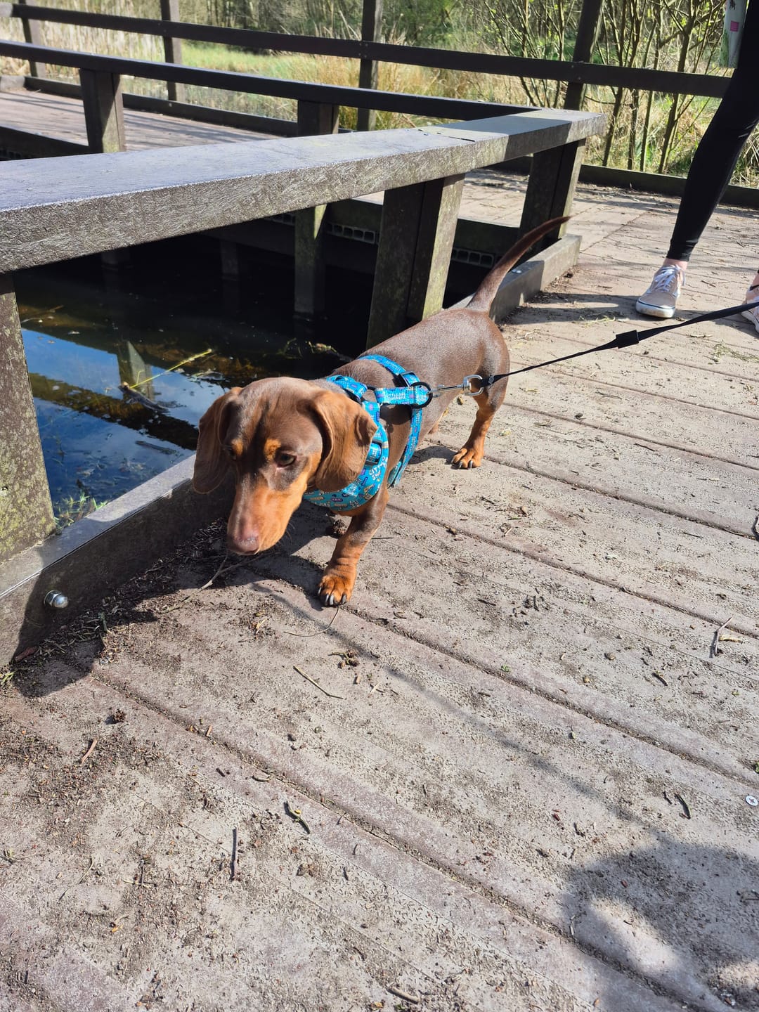 Customer photo review of Little dog syndrome harness