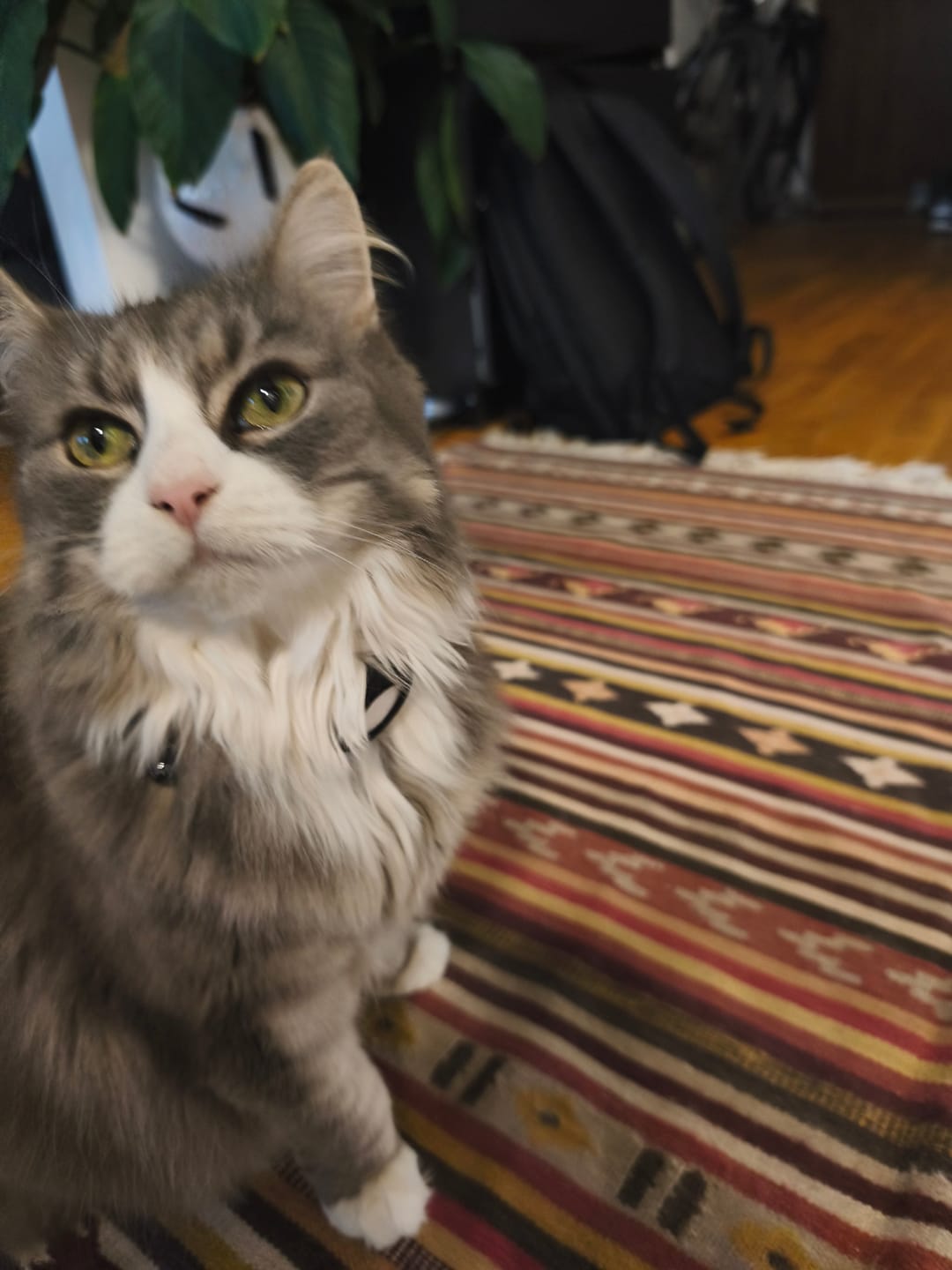 Customer photo review of AirTrackTag Kattpaket