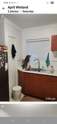 Customer photo review of Fit Litter