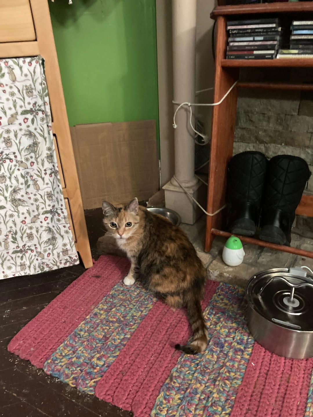 Customer photo review of Cat Itch Relief + Skin & Coat Remedy