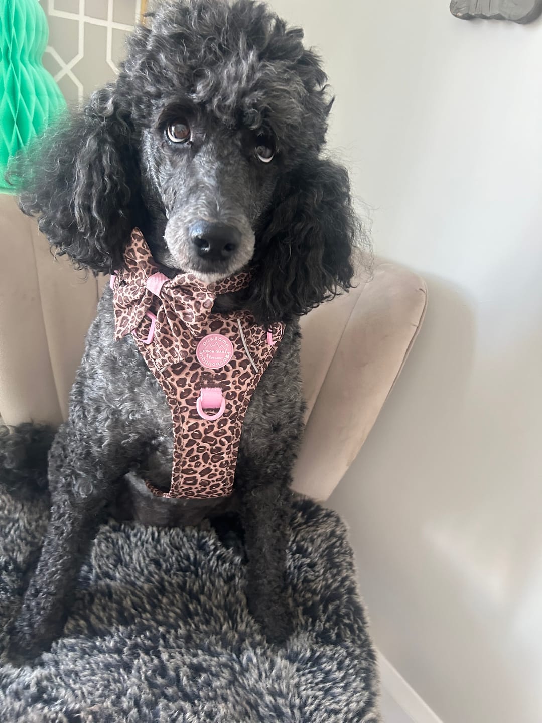 Customer photo review of Tough Trails™ Harness -  Leopard Print