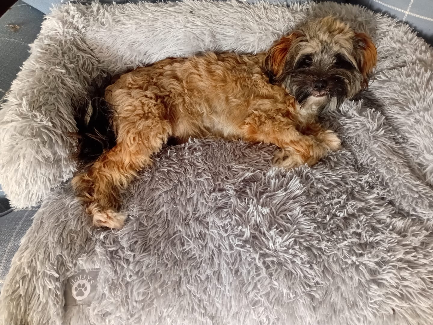 Customer photo review of Calming Couch Bed