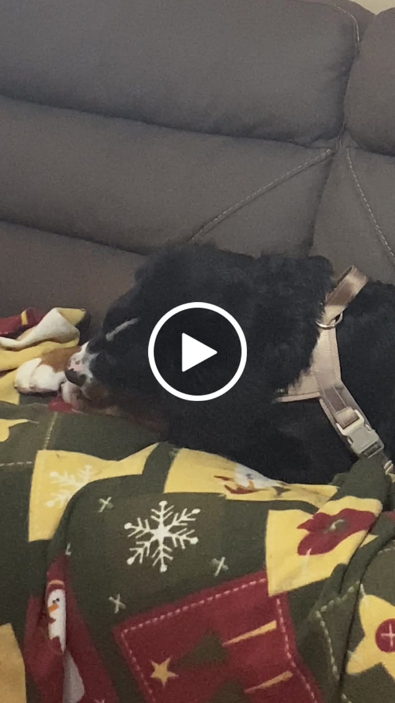 Customer video review of Strawberry Yak Chews