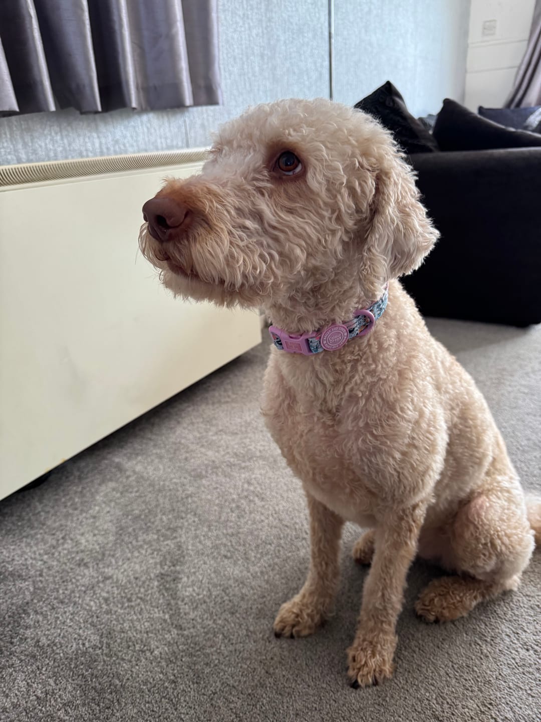 Customer photo review of Trail & Glow Adjustable Collar - Colour Drops - Spring Dreams