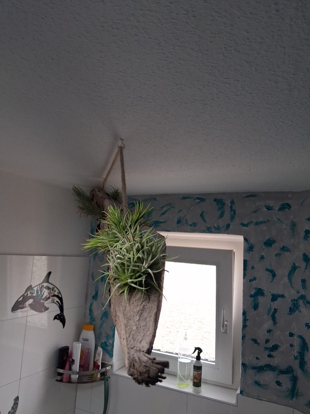 Customer photo review of Tillandsia Ionantha 'fuego' - Pulk