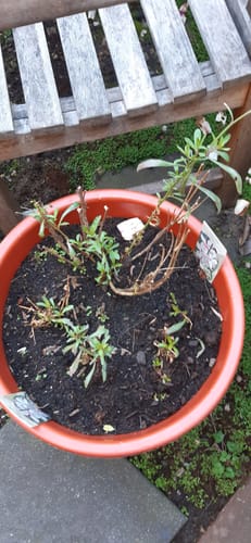 Customer photo review of Prachtkaars - Gaura lindheimeri 'Whirling Butterflies'