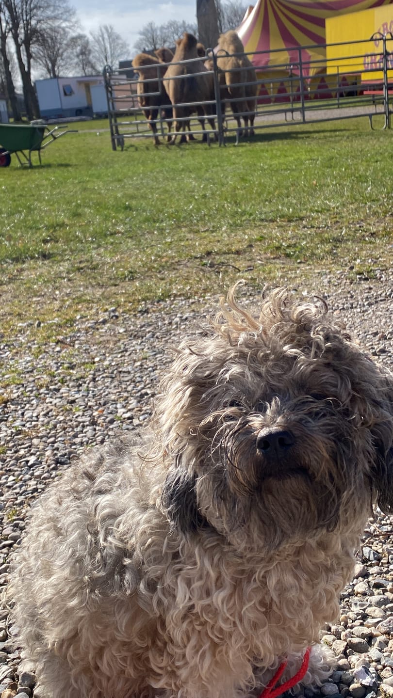 Customer photo review of Wurmtest Pro Hund